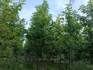 encourage others to take action for plantations by NGO