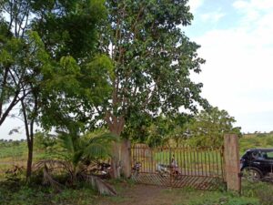 join our tree planting events omerga district