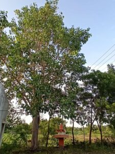 Green volunteers omerga Maharashtra by Samaj Vikas Sanstha