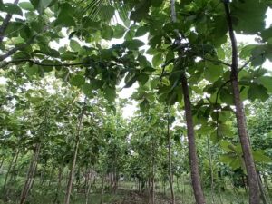 Environmental conservation work by NGO in Maharashtra