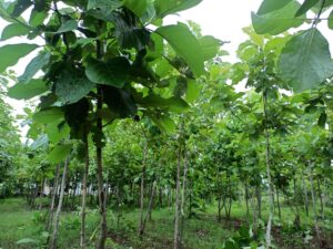 Tree Plantation Project Samaj Vikas Sanstha 2023