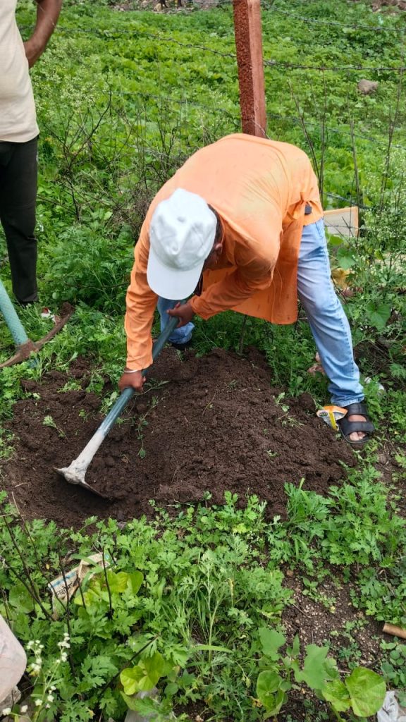 Sapling distribution Bhumiputra , samaj vokas sanstha