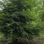 Samaj vikas Sanstha. Tutrori Taluka, Umarga district, Dharashiv tree plantation and former training