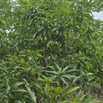 Samaj vikas Sanstha. Tutrori Taluka, Umarga district, Dharashiv tree plantation and former training