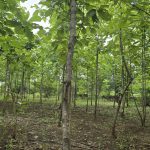 Samaj vikas Sanstha. Tutrori Taluka, Umarga district, Dharashiv tree plantation and former training