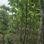Samaj vikas Sanstha. Tutrori Taluka, Umarga district, Dharashiv tree plantation and former training